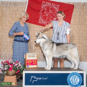 19 month old Am Ch Siberian Husky Listing Image