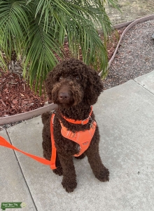 Stud Available- Highly Sought Chocolate Golden Doodle Listing Image