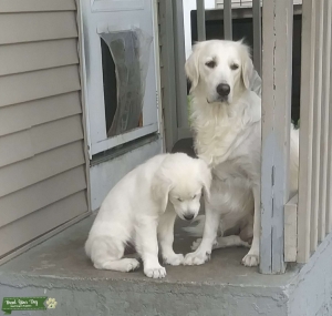 English cream golden retriever  Listing Image