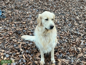 English Cream Golden Retriever Listing Image