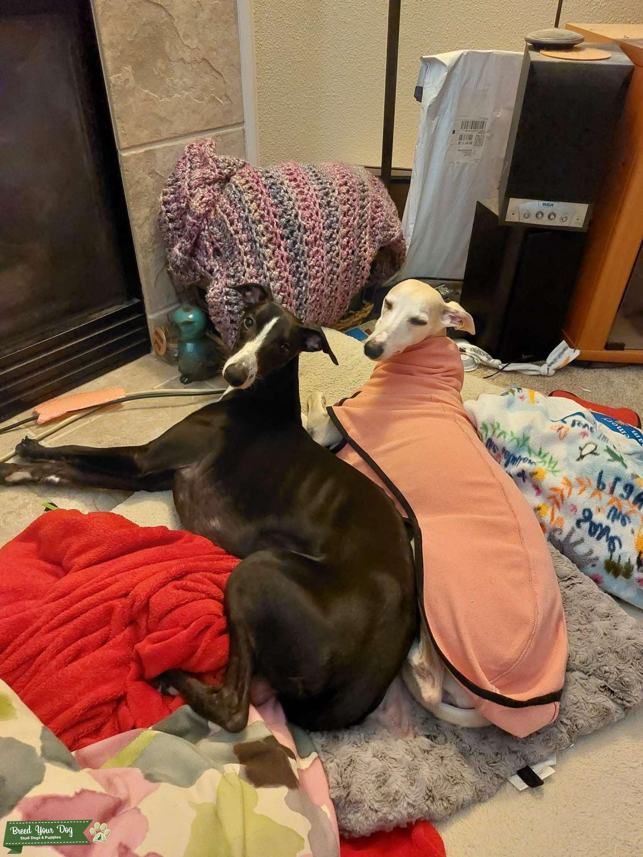 Whippet stud AKC registered Stud Dog OR Breed Your Dog