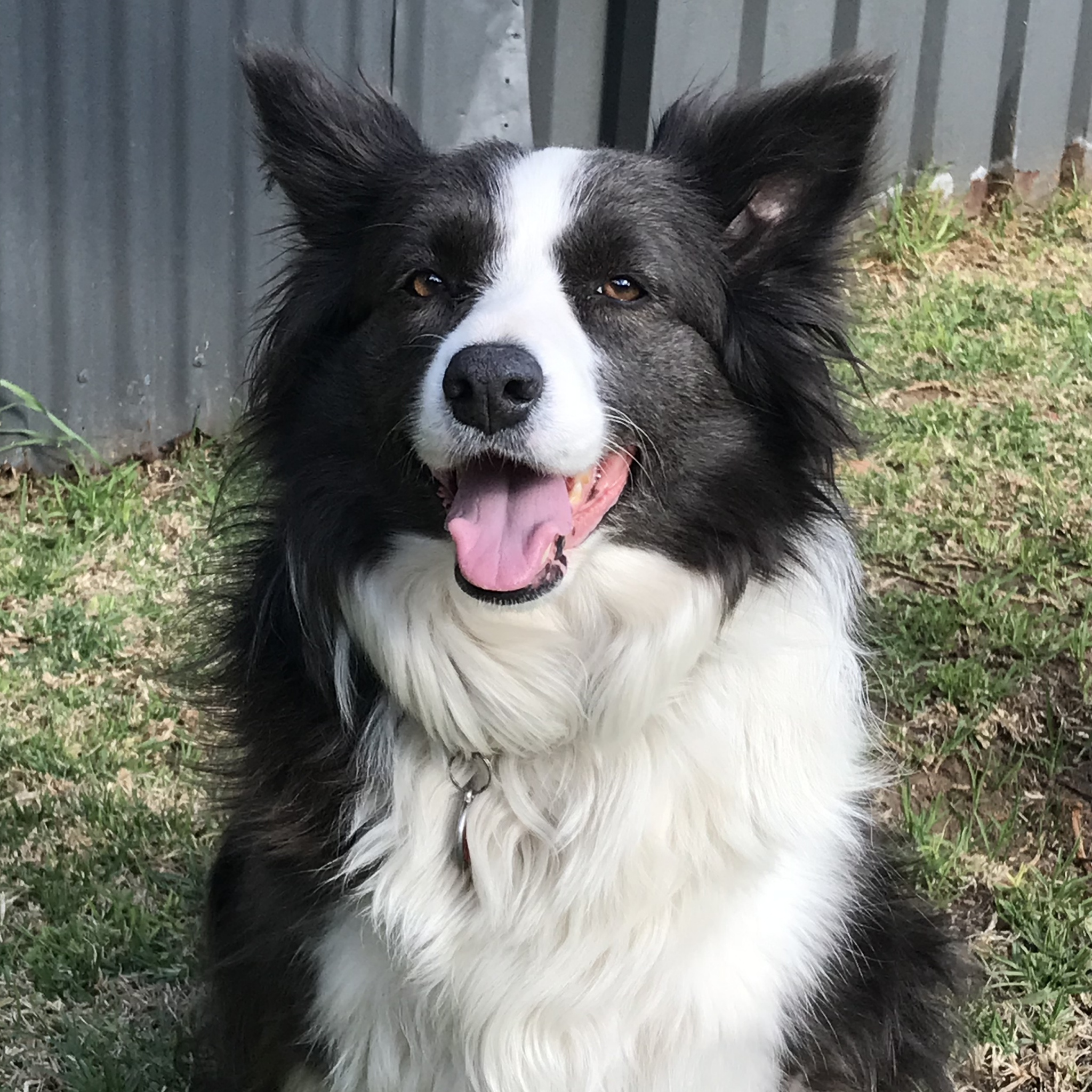 Ruby Collie Border Collie - Ruby - Stud Dog in South Australia, the United States ...