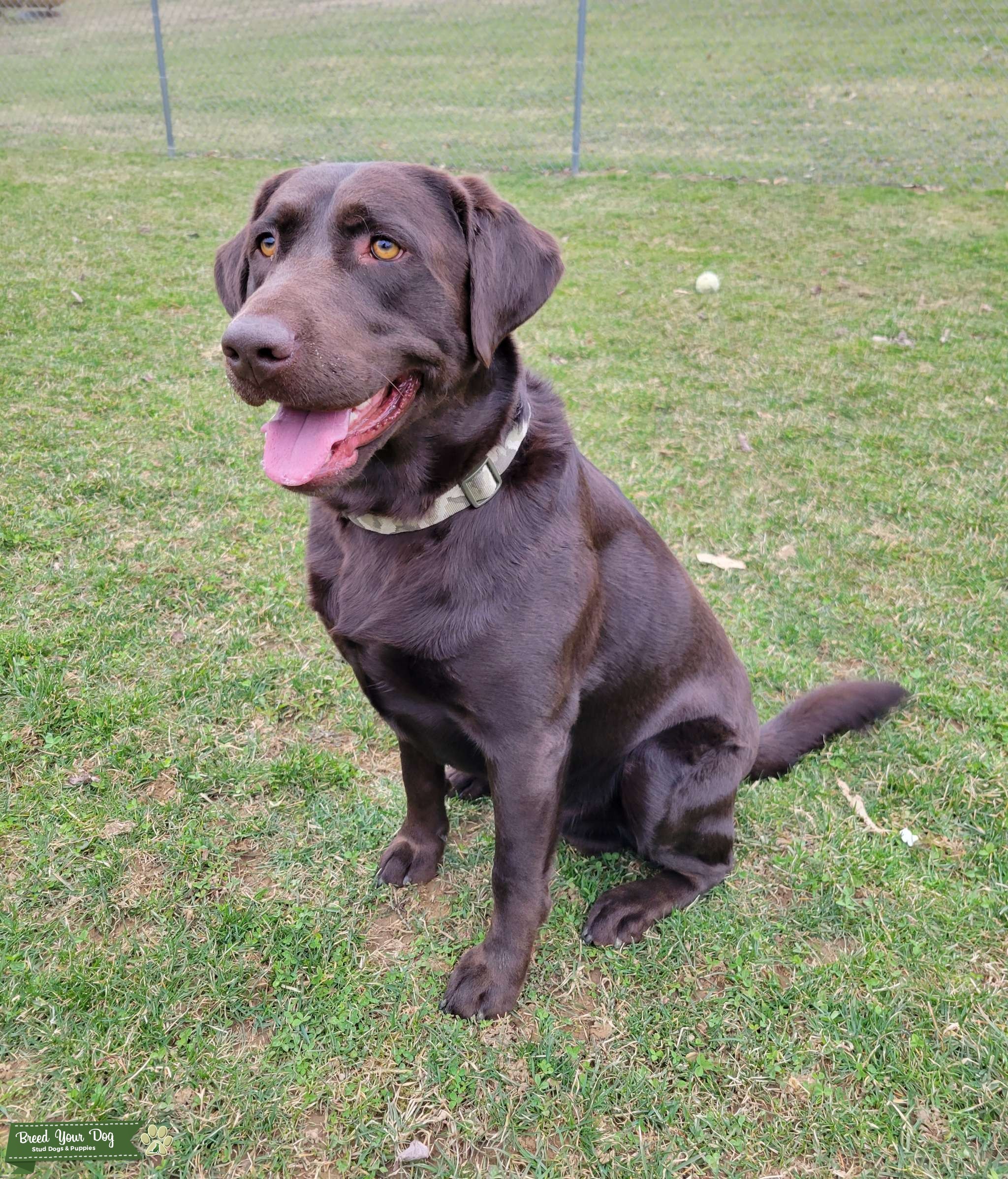 Chocolate Labrador Stud Stud Dog in Portersville Pennsylvania, the