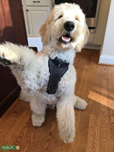 Cream Standard Goldendoodle Listing Image