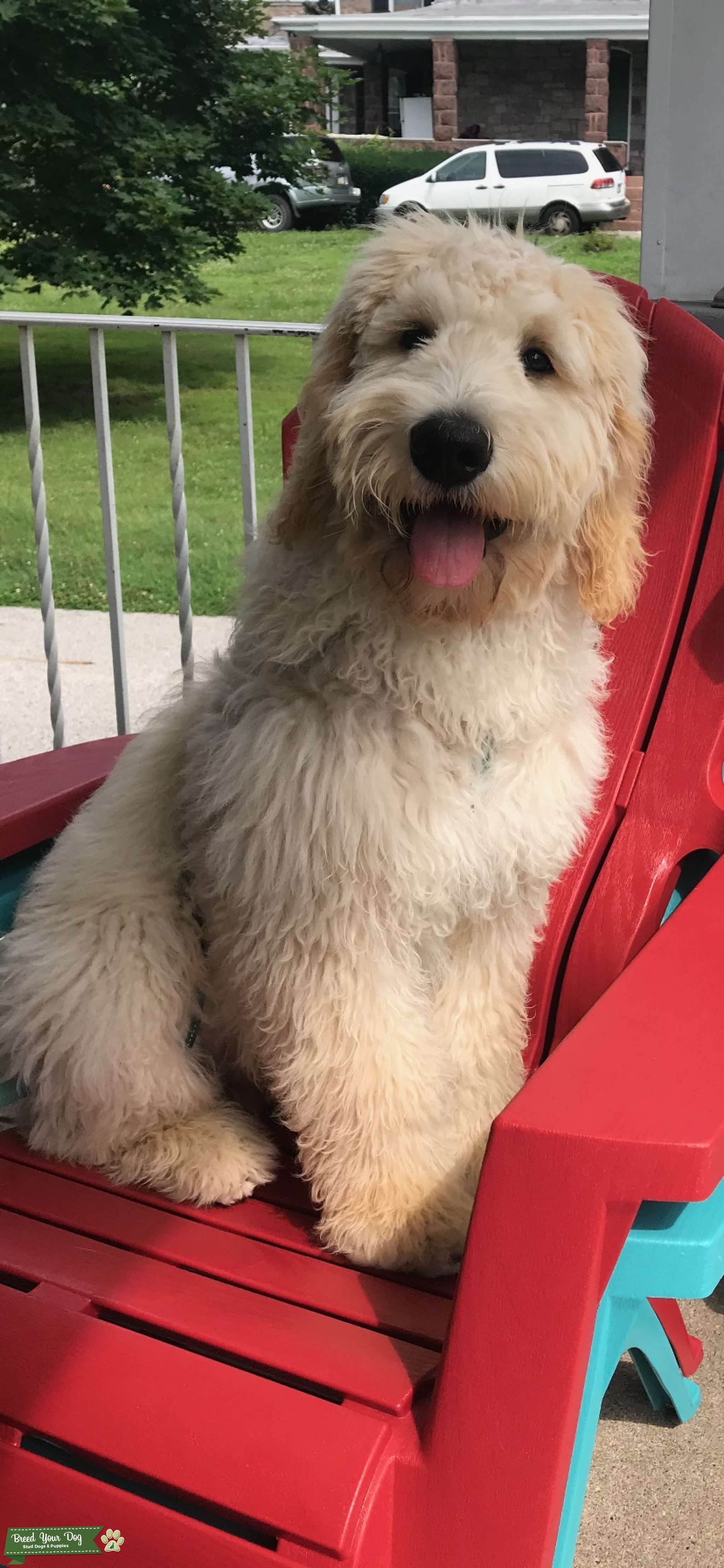 Cream Standard Goldendoodle Stud Dog in Philadelphia, the United