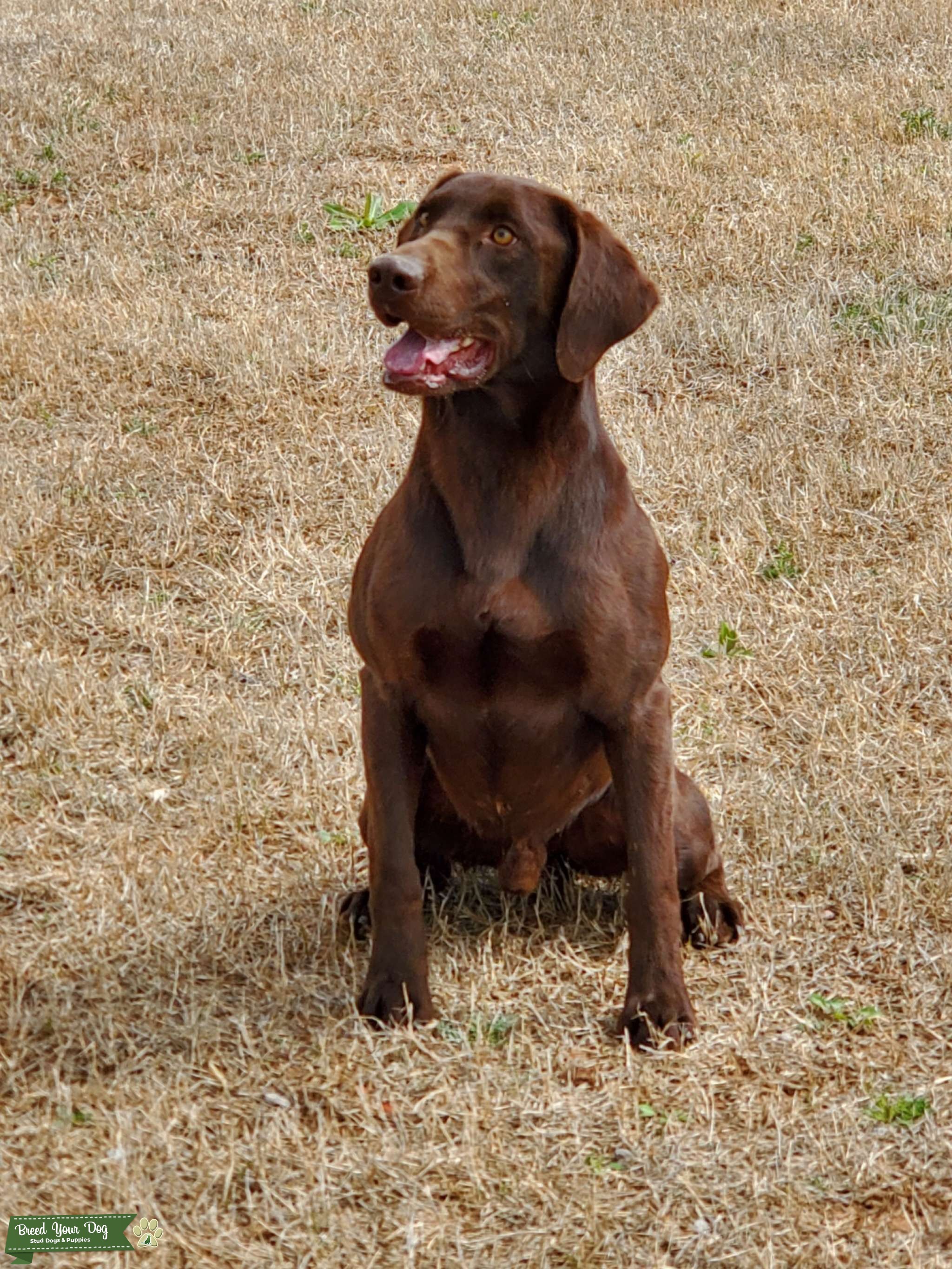 Chocolate Labrador Stud Dog in Texas, India Breed Your Dog