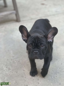 Up and comer - Black Frenchie Listing Image
