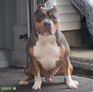 XL American Bully stud Listing Image