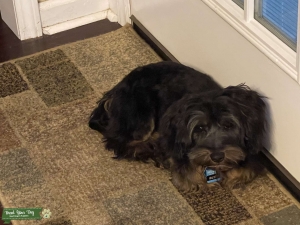 Shnorkie (mini schnauzer and Yorkshire terrier) Listing Image
