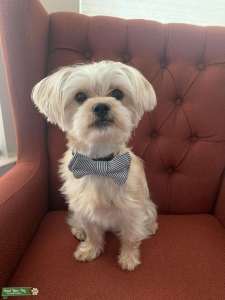 Cream White Shorkie Stud Listing Image
