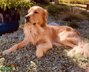 Male Golden Retriever Listing Image