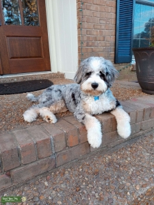 Mini Bernedoodle Listing Image