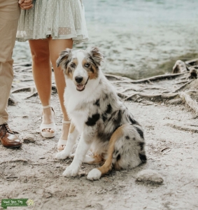 Blue Merle Australian Shepherd  Listing Image