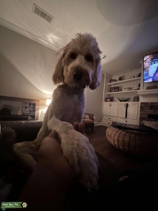 Scooby-Doo Goldendoodle F1 Listing Image
