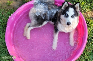 Wooly husky Listing Image