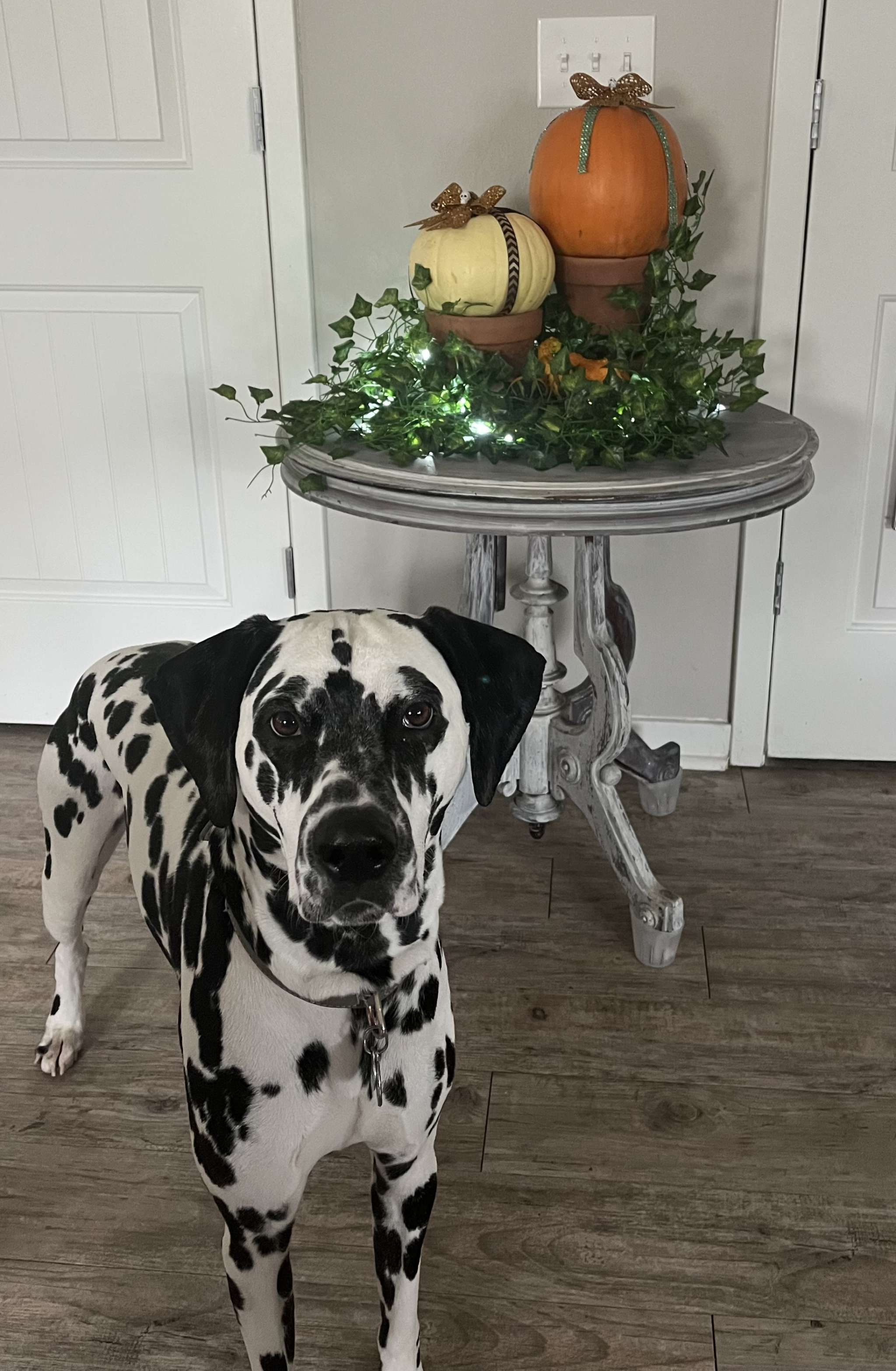 MacDog Stud Dog in North Carolina, the United States Breed Your Dog