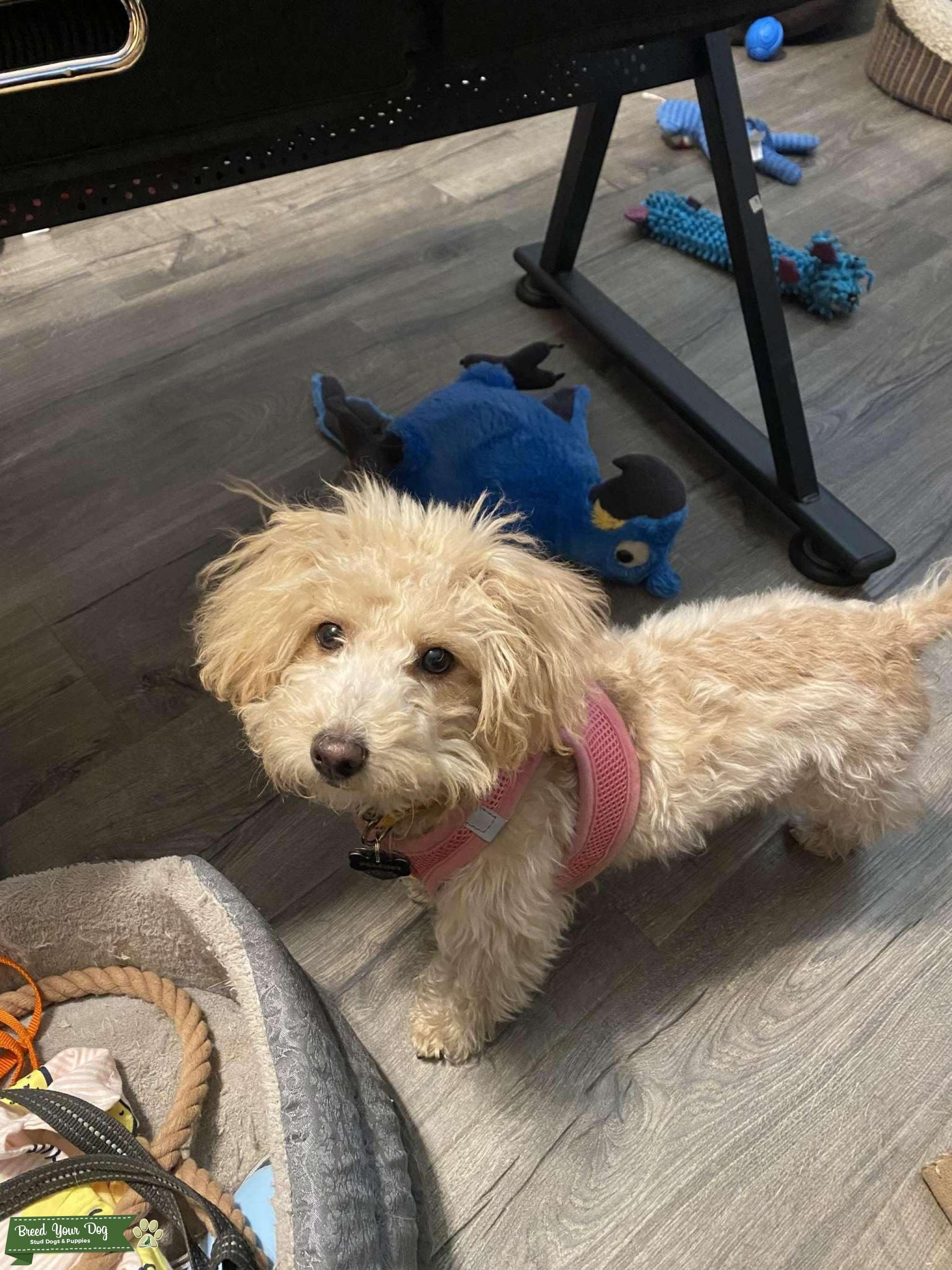 Apricot toy poodle chihuahua mix Stud Dog Placer county Breed Your Dog