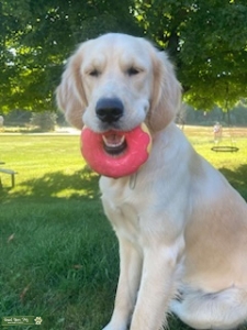 Golden ISO Wheaten or Whoodle Listing Image