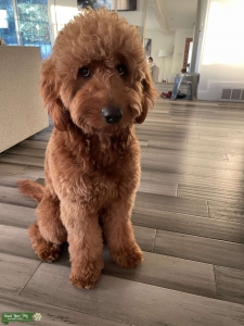 Handsome medium red male F1 goldendoodle Listing Image