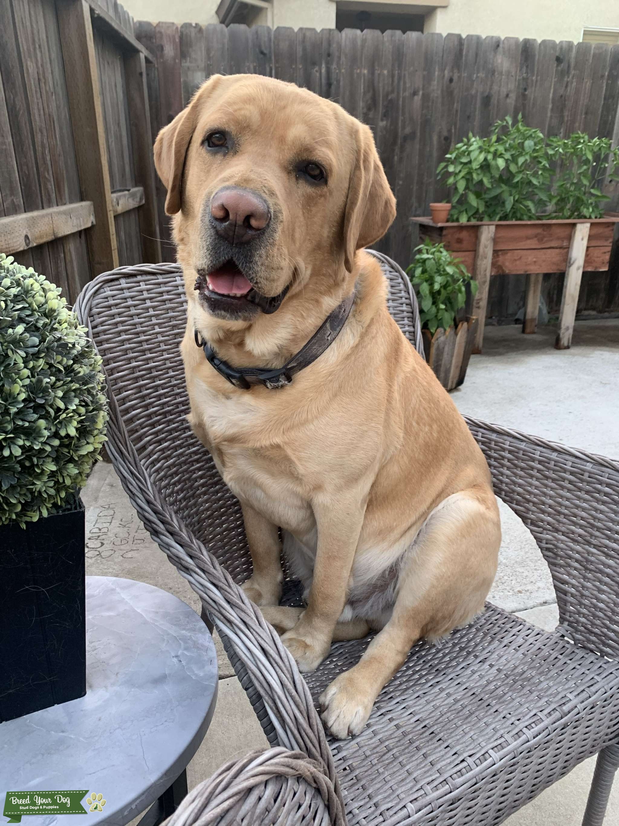 Yellow Male English Labrador Stud Dog in San Joaquin county, CA , the United States Breed