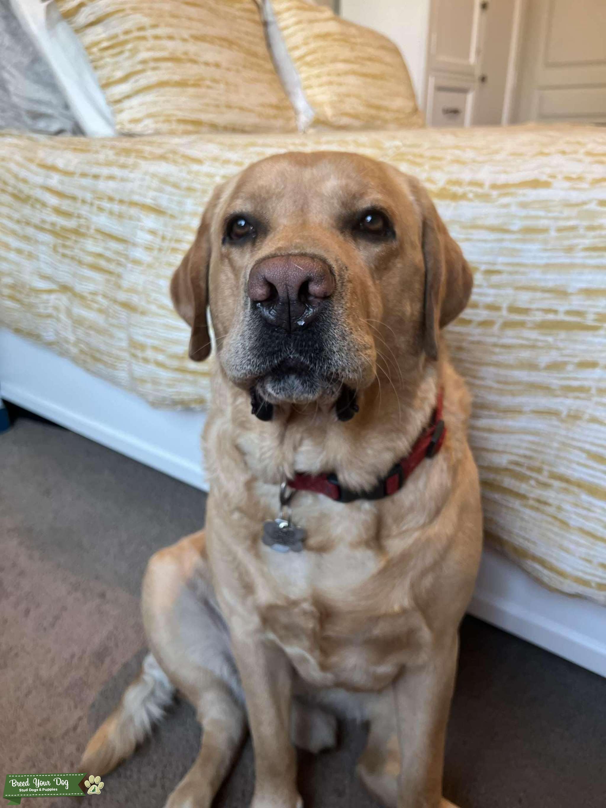 Yellow Male English Labrador Stud Dog in San Joaquin county, CA , the United States Breed