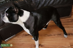Boston Terrier Listing Image