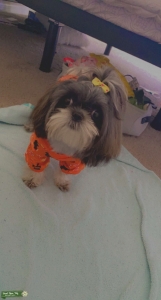 White and black shih tzu Listing Image