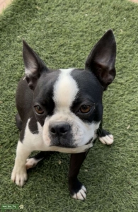 black & white boston terrier Listing Image