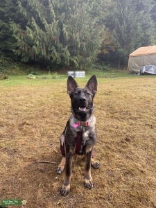 Sable GSD Listing Image