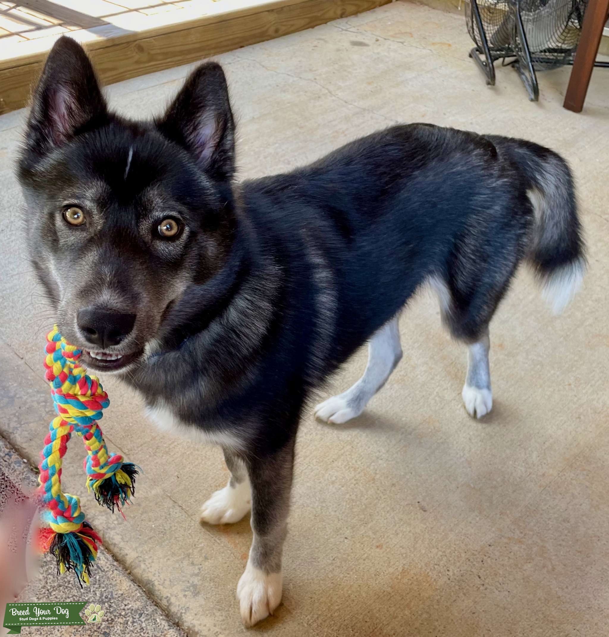 Pristine Pomsky Stud CKC Registered Stud Dog Metro Atlanta Breed