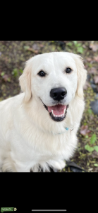 AKC Golden Retriever needs Stud 2023 Listing Image