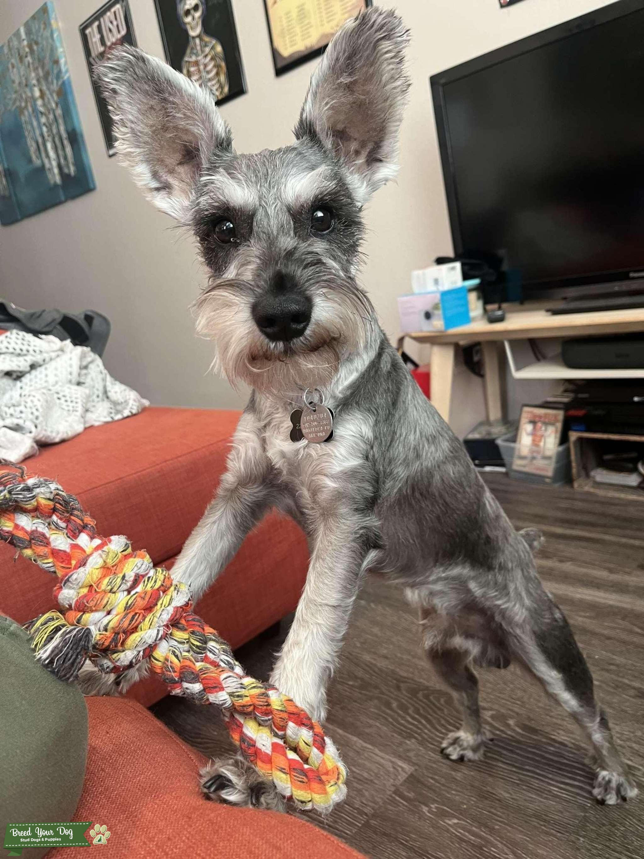 Salt and Pepper Mini Schnauzer Male Stud Dog Arizona Breed Your Dog