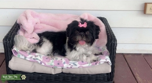 Female shih tzu  Listing Image