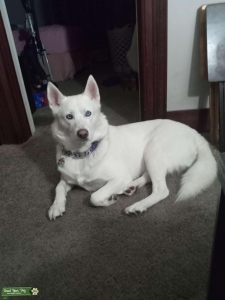 All white akc husky  Listing Image