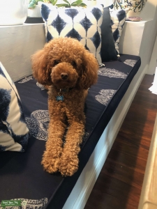 AKC/Red Mini Poodle Listing Image