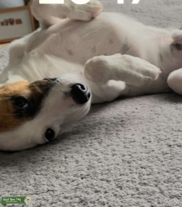 Long legged Jack Russel  Listing Image
