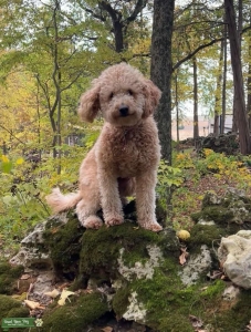 Mini Goldendoodle Listing Image