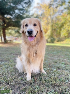 Light Golden Retriever Stud Listing Image