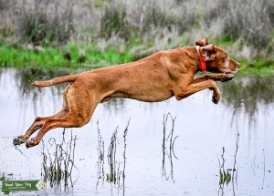 Distinguished 7 Year Old Vizsla Listing Image