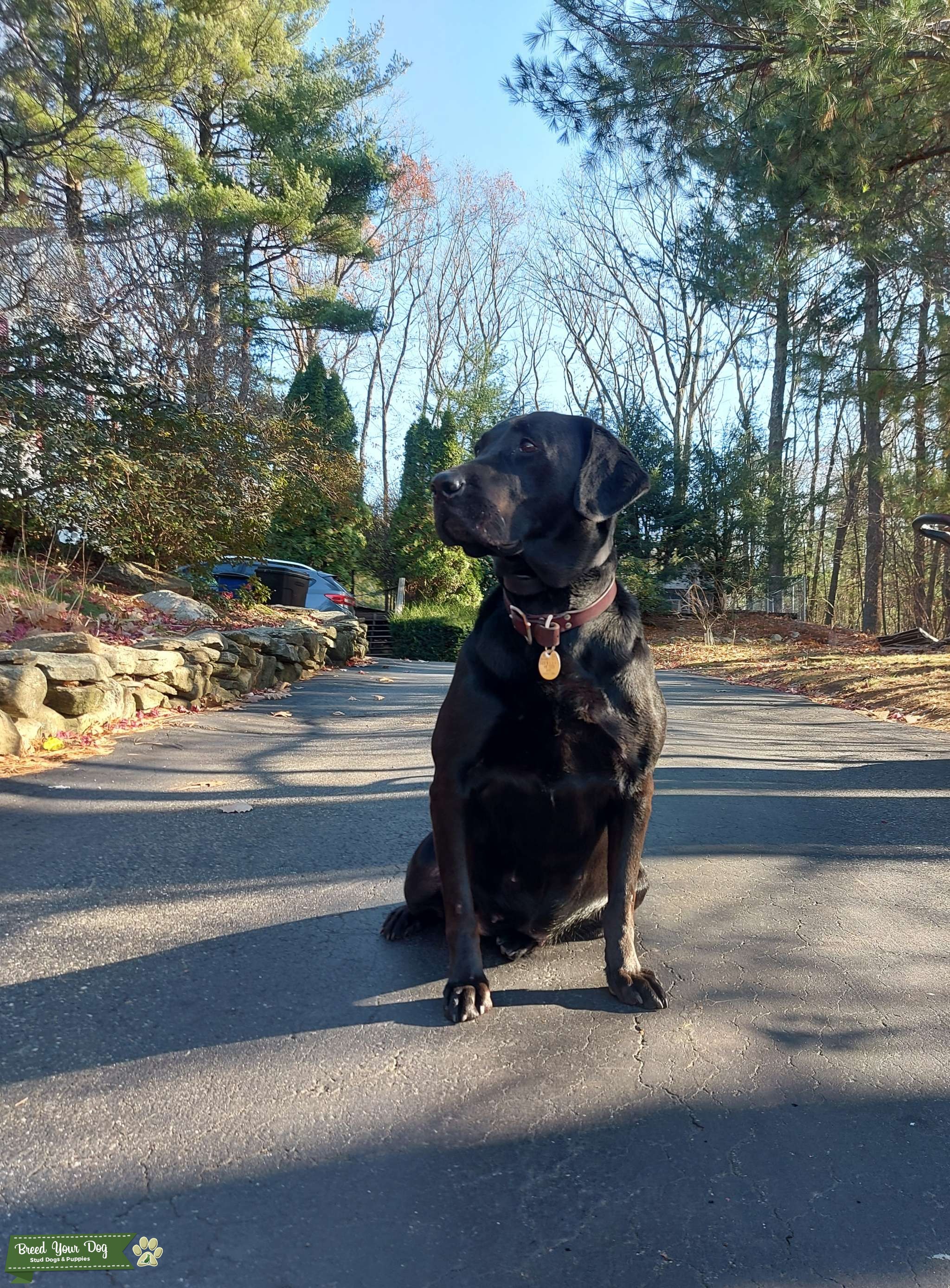 Puppies For Sale Purebred American Lab Puppies for sale Breed Your Dog