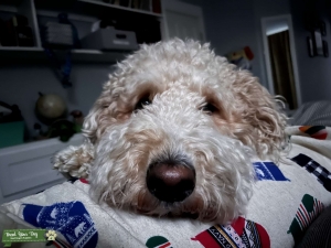 F1b goldendoodle-  Phoebe  Listing Image