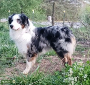 Alabama Promiseland Stables AKC blue eyes Pixel $500 Listing Image