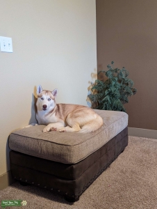 Cutest Female Husky - JUGNI (Fire Fly) Listing Image