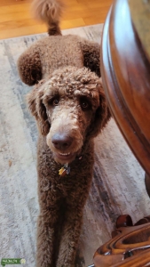 AKC brown Listing Image
