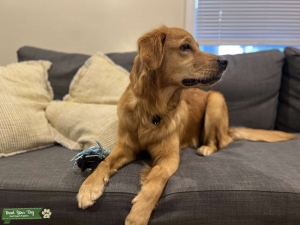 Petite, athletic golden girl Listing Image