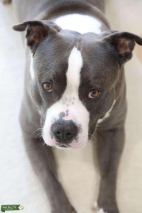 Looking for female dog  Listing Image