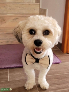 Bichon for Stud Listing Image