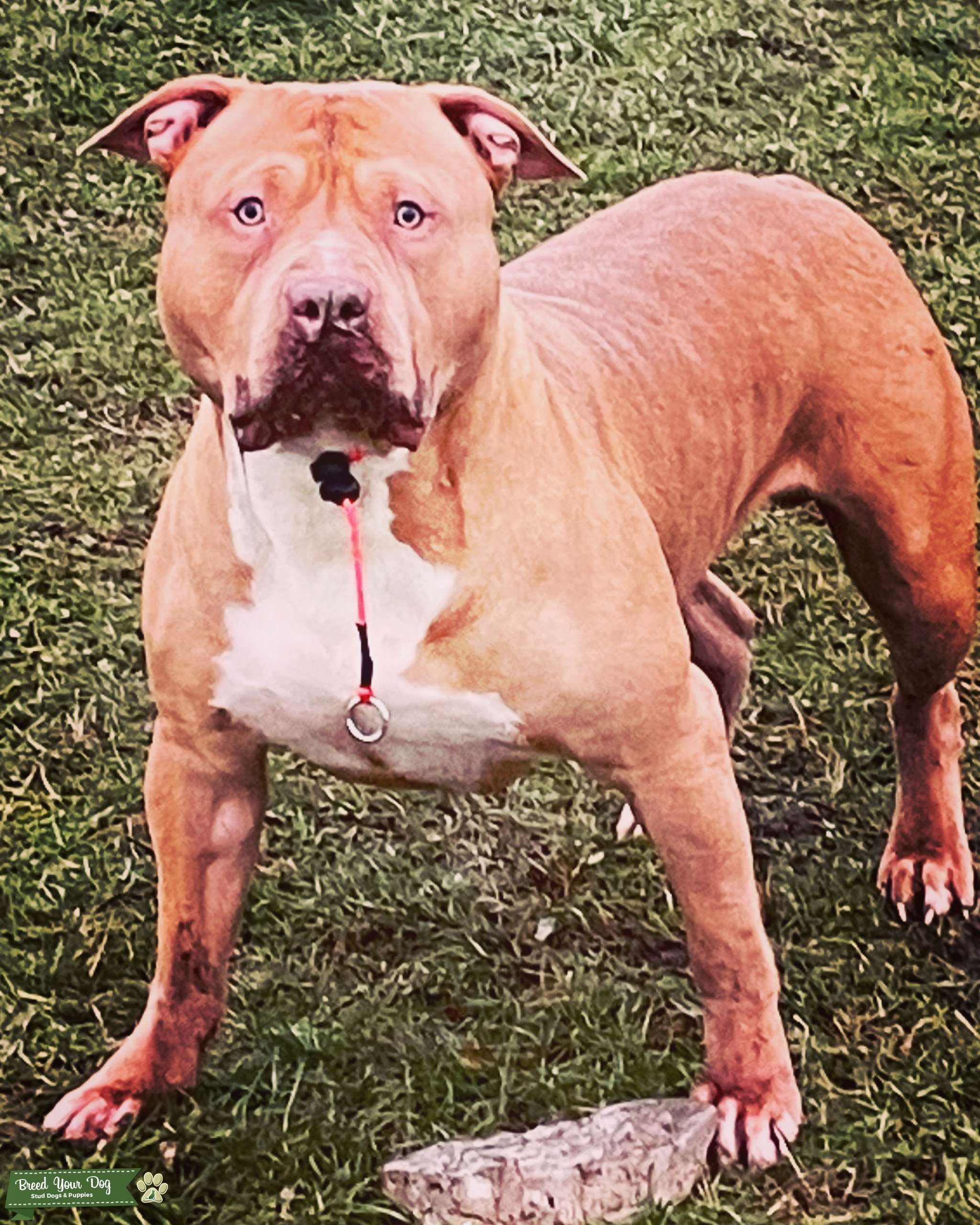 XL Bully Stud Stud Dog in Ilkeston, the United States Breed Your Dog