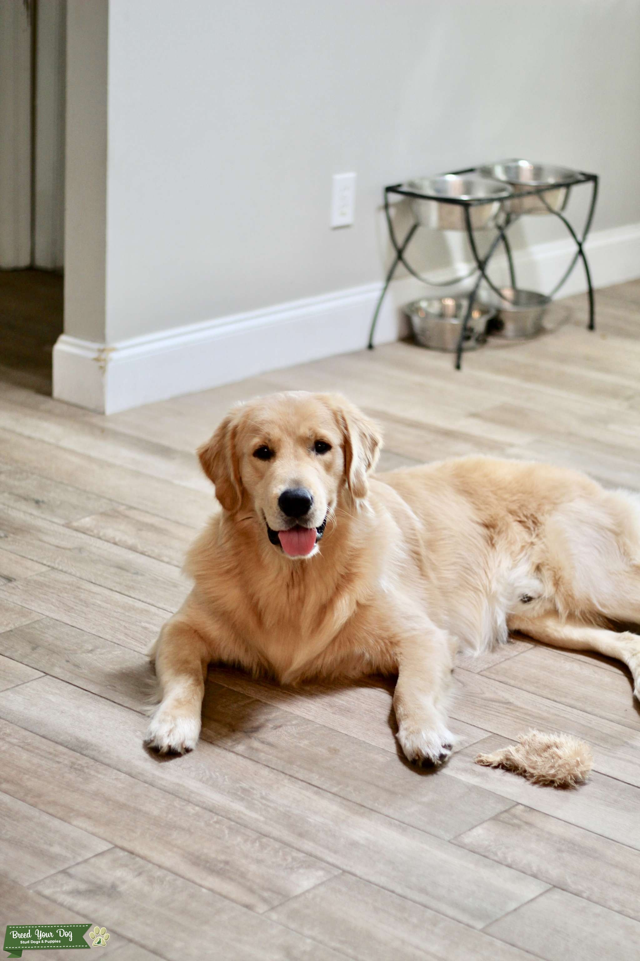 Meet Sage, Stud Only Stud Dog in Florida, United States Breed Your Dog