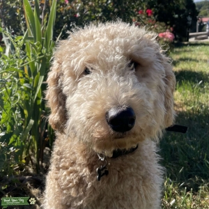 F1B Goldendoodle  Listing Image